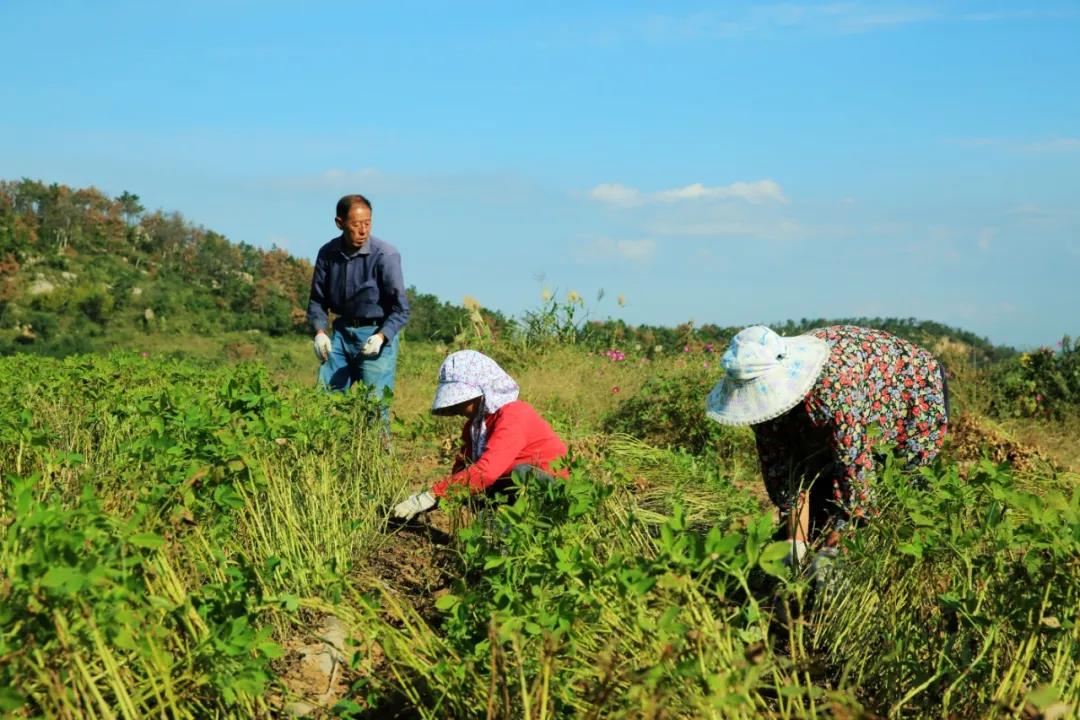 中聯(lián)收獲花生機(jī)幫我解決了家里的經(jīng)濟(jì)危機(jī) 1637232584530329.jpg